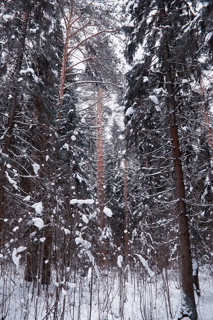 Paesaggio della foresta invernale. Alti alberi sotto il manto nevoso. Giorno gelido di gennaio nel parco.