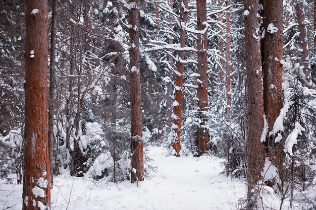 Paesaggio della foresta invernale. Alti alberi sotto il manto nevoso. Giorno gelido di gennaio nel parco.