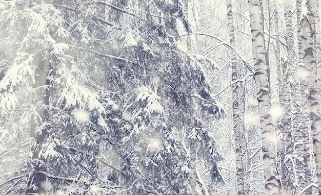 Paesaggio della foresta invernale. Alti alberi sotto il manto nevoso. Giorno gelido di gennaio nel parco.