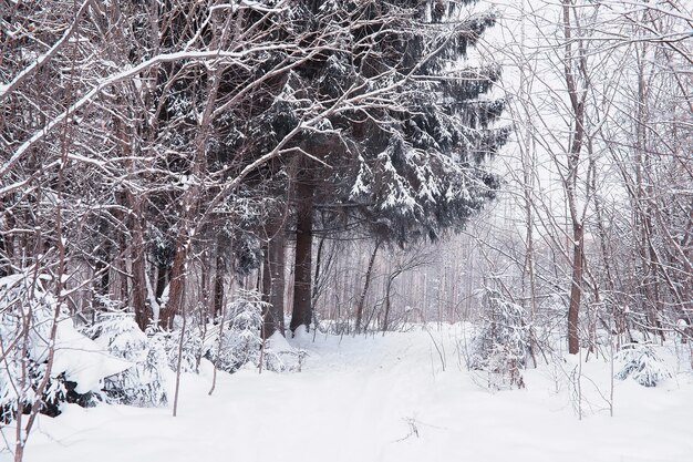 Paesaggio della foresta invernale. Alti alberi sotto il manto nevoso. Giorno gelido di gennaio nel parco.