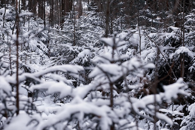 Paesaggio della foresta invernale. Alti alberi sotto il manto nevoso. Giorno gelido di gennaio nel parco.