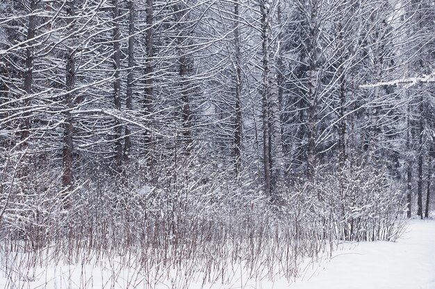 Paesaggio della foresta invernale. Alti alberi sotto il manto nevoso. Giorno gelido di gennaio nel parco.