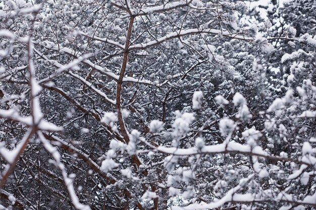 Paesaggio della foresta invernale. Alti alberi sotto il manto nevoso. Giorno gelido di gennaio nel parco.