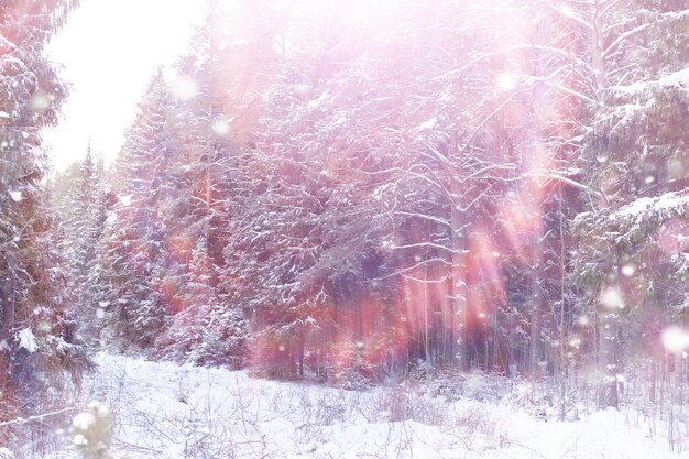 Paesaggio della foresta invernale. Alti alberi sotto il manto nevoso. Giorno gelido di gennaio nel parco.