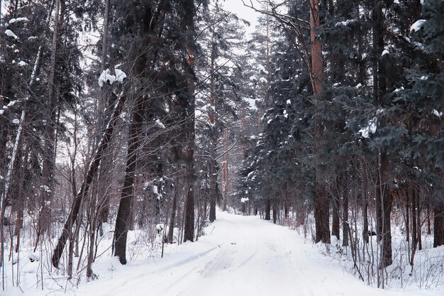 Paesaggio della foresta invernale. Alti alberi sotto il manto nevoso. Giorno gelido di gennaio nel parco.