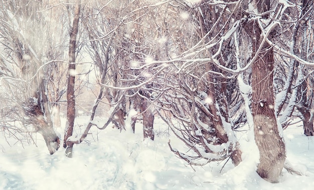 Paesaggio della foresta invernale. Alti alberi sotto il manto nevoso. Giorno gelido di gennaio nel parco.