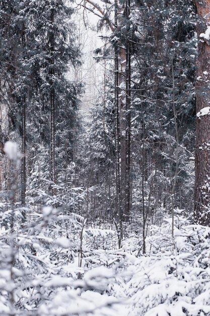 Paesaggio della foresta invernale. Alti alberi sotto il manto nevoso. Giorno gelido di gennaio nel parco.