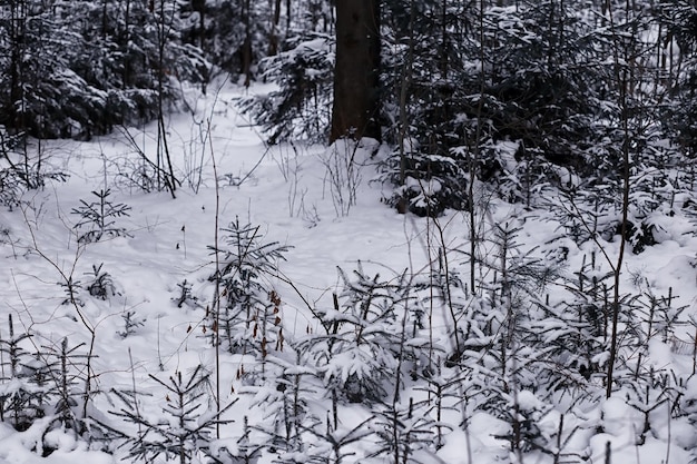 Paesaggio della foresta invernale. Alti alberi sotto il manto nevoso. Giorno gelido di gennaio nel parco.