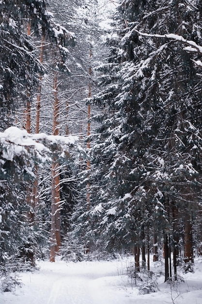 Paesaggio della foresta invernale. Alti alberi sotto il manto nevoso. Giorno gelido di gennaio nel parco.