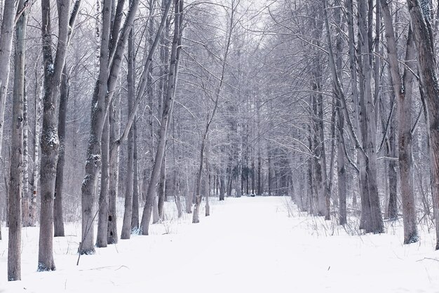 Paesaggio della foresta invernale. Alti alberi sotto il manto nevoso. Giorno gelido di gennaio nel parco.