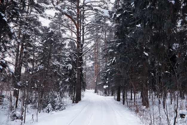 Paesaggio della foresta invernale. Alti alberi sotto il manto nevoso. Giorno gelido di gennaio nel parco.