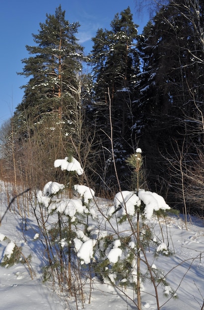 Paesaggio della foresta invernale innevata