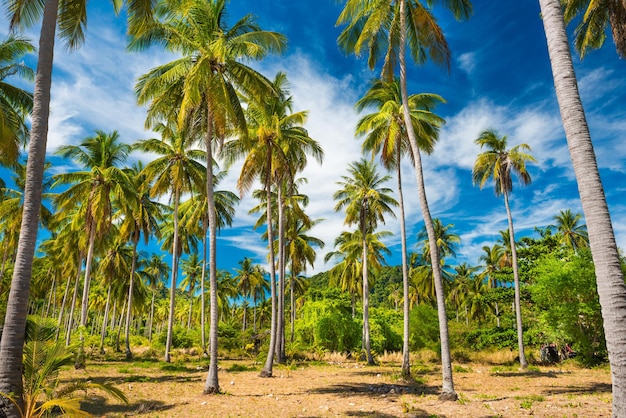 Paesaggio della foresta tropicale verde con molte palme da cocco