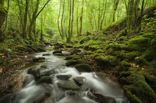 paesaggio della foresta verde con il suo fiume