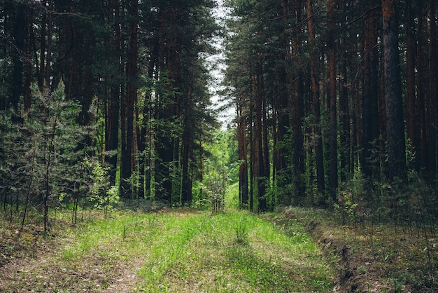 Paesaggio della foresta verde.