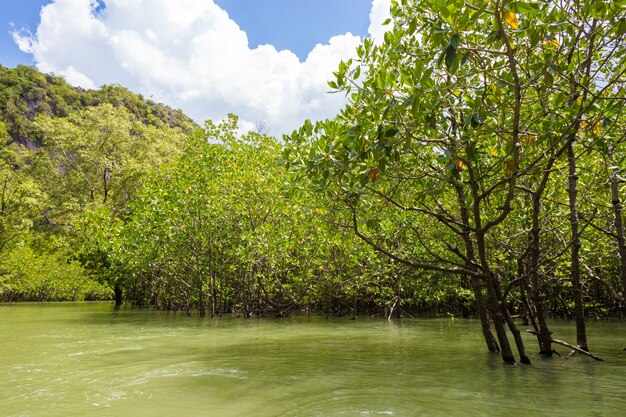 Paesaggio della gamma del fiume della foresta di estate.