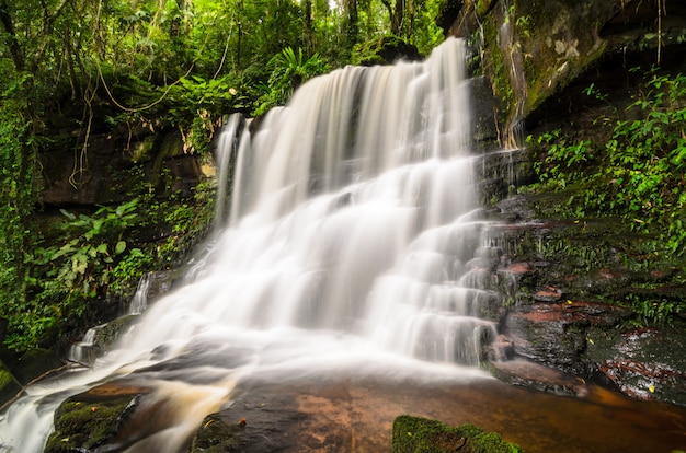 Paesaggio della natura della cascata nascosto nella foresta