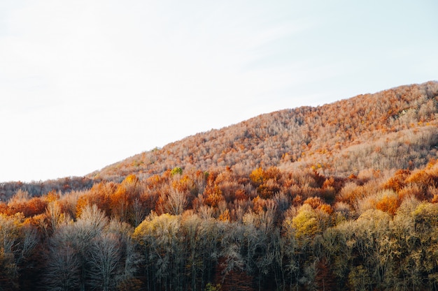 Paesaggio della natura della foresta variopinta in autunno un giorno soleggiato