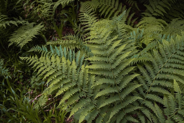 Paesaggio della natura di montagna. Parco Naturale