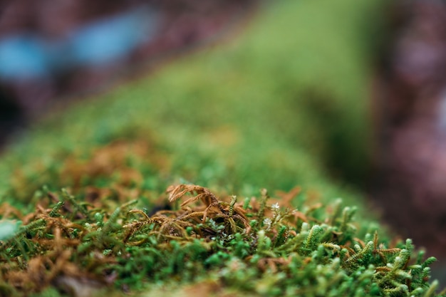 Paesaggio della natura