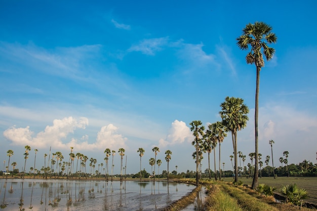 paesaggio della palma da zucchero in Tailandia