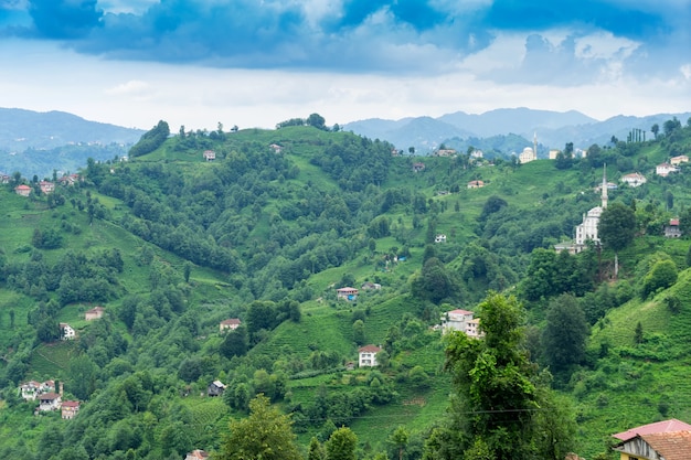 Paesaggio della piantagione di tè, Rize, Turchia