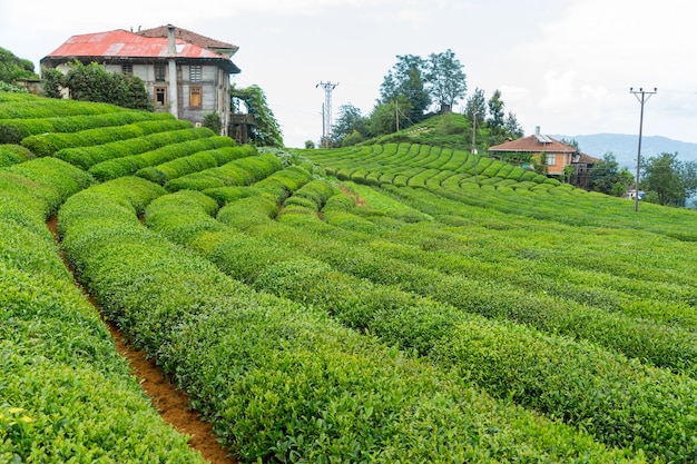 Paesaggio della piantagione di tè, Rize, Turchia