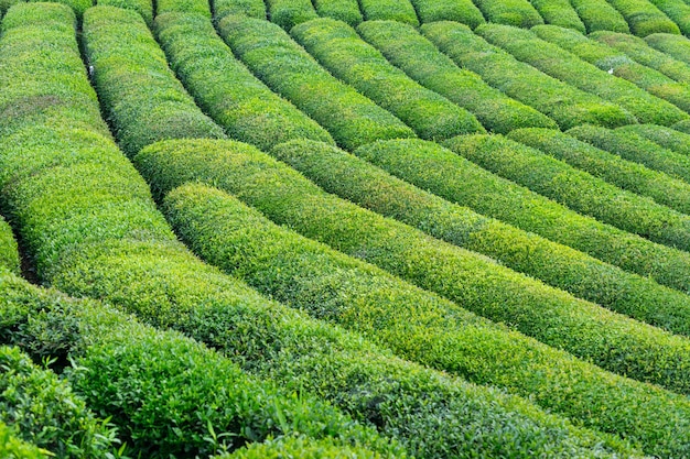 Paesaggio della piantagione di tè, Rize, Turchia