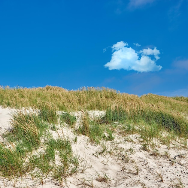 Paesaggio della spiaggia di dune di sabbia sotto il cielo blu copia spazio sulla costa sud occidentale di Stavanger Norvegia Primo piano di ciuffi di erba verde che crescono da terra sulla spiaggia panoramica vuota con copyspace