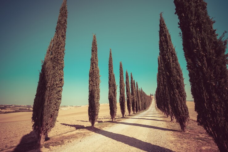 Foto paesaggio della toscana della strada degli alberi di cipresso in italia.