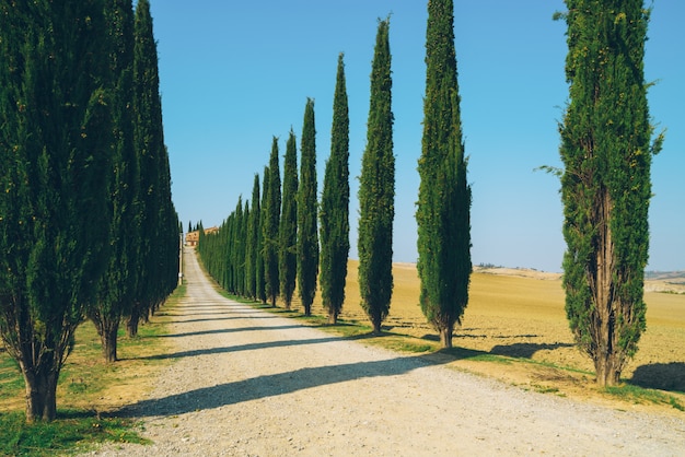 Paesaggio della Toscana della strada degli alberi di cipresso in Italia.