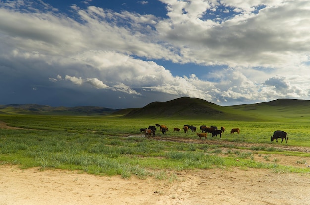 Paesaggio della valle di Orkhon in Mongolia