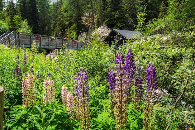 Paesaggio delle alpi francesi