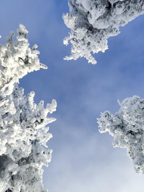 Paesaggio delle montagne carpatiche ucraine innevate