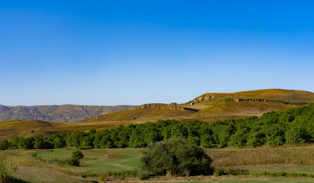 Paesaggio delle montagne con alberi