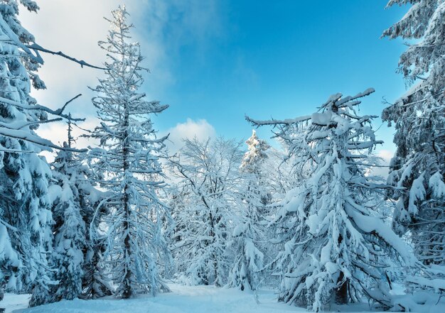 Paesaggio delle montagne dei Carpazi ucraini di inverno