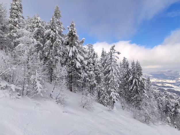 Paesaggio delle montagne dei Carpazi ucraini innevati