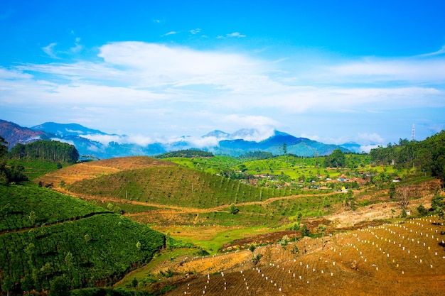 Paesaggio delle piantagioni di tè in India, Kerala Munnar.