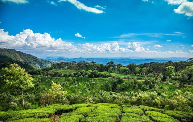 Paesaggio delle piantagioni di tè in India, Kerala Munnar.