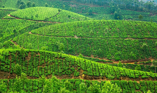 Paesaggio delle piantagioni di tè in India, Kerala Munnar.
