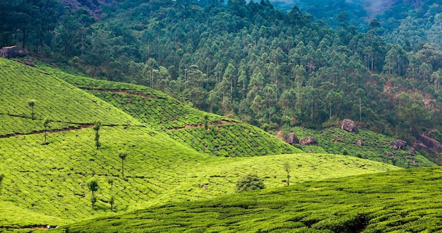 Paesaggio delle piantagioni di tè in India, Kerala Munnar.