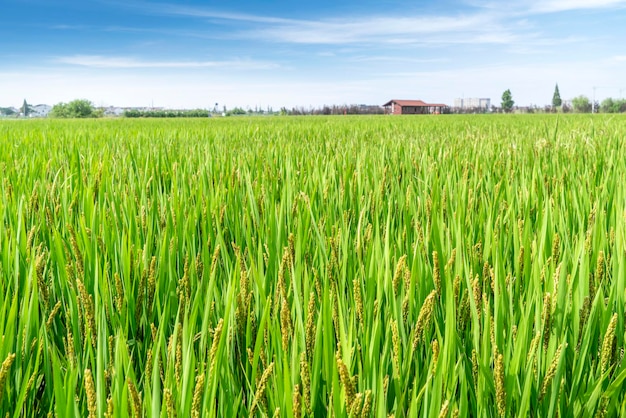 Paesaggio delle risaie nella Cina rurale