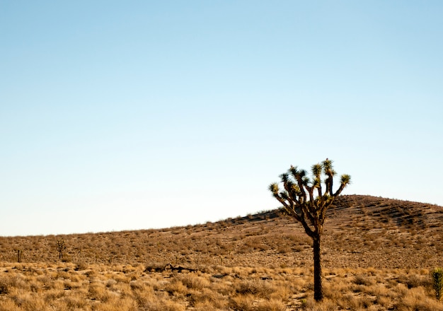 Paesaggio, deserto, California; cupo, viaggio, inverno