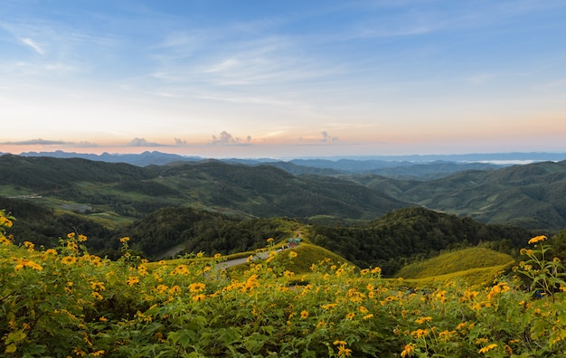 Paesaggio di alba della montagna con il girasole messicano che fiorisce in Meahongson, Tailandia.