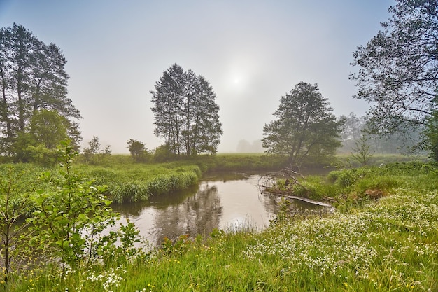 Paesaggio di alba primaverile Fiume nel pittoresco parco Estate nebbiosa calma mattina rurale scena Creek in un bosco nebbioso Ontano sulla riva del fiume