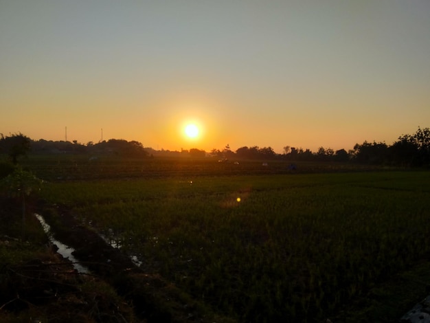 Paesaggio di alba sopra la siluetta della campagna e della risaia