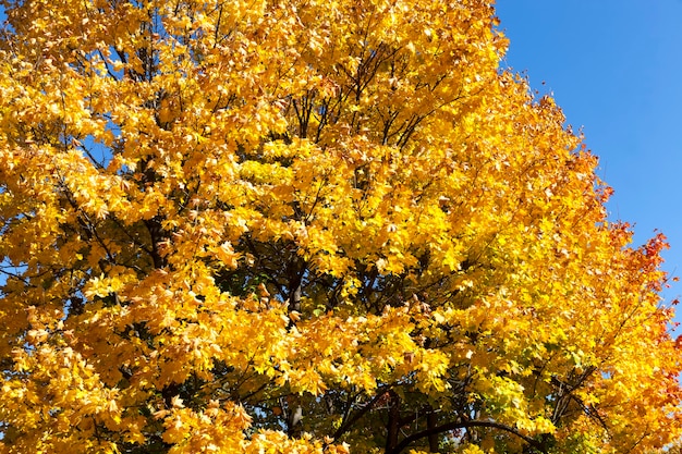 paesaggio di alberi di quercia