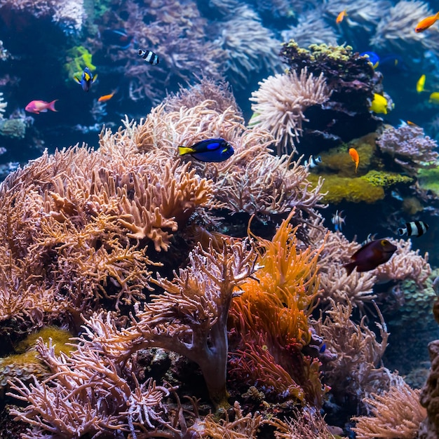 paesaggio di barriere coralline sottomarine con pesci colorati e vita marina