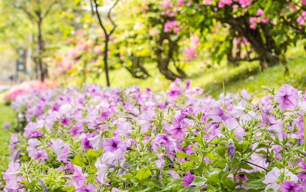 Paesaggio di bella petunia viola nel parco.