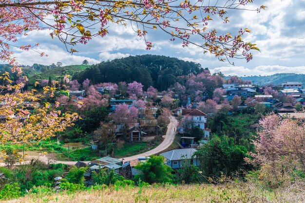 Paesaggio di bellissimi fiori selvatici di ciliegio himalayano in fiore rosa Prunus cerasoides a Phu Lom Lo Loei e Phitsanulok della Thailandia